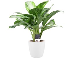 Aglaonema Silver Bay met Elho white pot - Hoogte 50cm Potmaat 17 - Bektas Plants