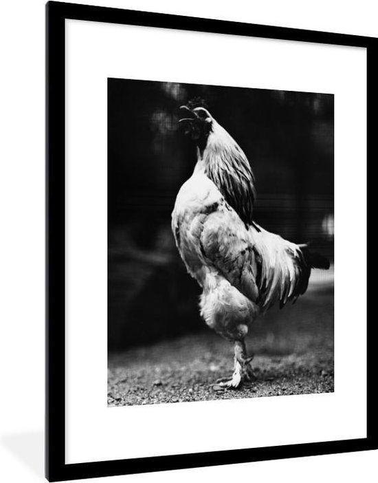 Poster met lijst Kippen in zwart wit Kakelende haan in zwart wit