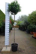 Bolvorm - Portugese laurier - Prunus lusitanica Angustifolia | Omtrek: 2-6 cm | Hoogte: 260 cm