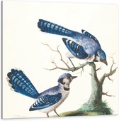 Dibond - Twee Blauwe Vogels bij Boom - 100x100cm Foto op Aluminium (Met Ophangsysteem)