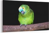 Schilderij - Groene papegaai — 90x60 cm