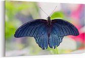 Schilderij - Tropische grote Mormoonse vlinder — 100x70 cm