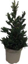 Boom van Botanicly – Picea abies Wills Zwerg – Hoogte: 50 cm