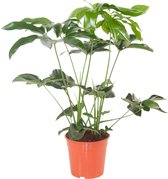 Hellogreen Kamerplant - Philodendron Green Wonder - ↕ 80 cm