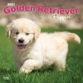 Golden Retriever Puppies Kalender 2021