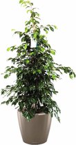 Ficus Benjamina in watergevende Classico taupe | Treurvijg