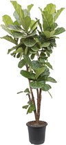 Ficus Lyrata vertakt | Vioolbladplant / Tabaksplant