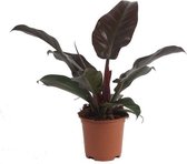 Philodendron Imperial Red S | Philodendron