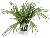 Kunstplant Staghorn 65 cm in pot