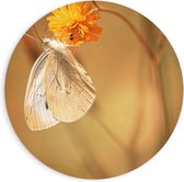 Forex Wandcirkel - Witte Vlinder op Gele Bloem - 90x90cm Foto op Wandcirkel (met ophangsysteem)