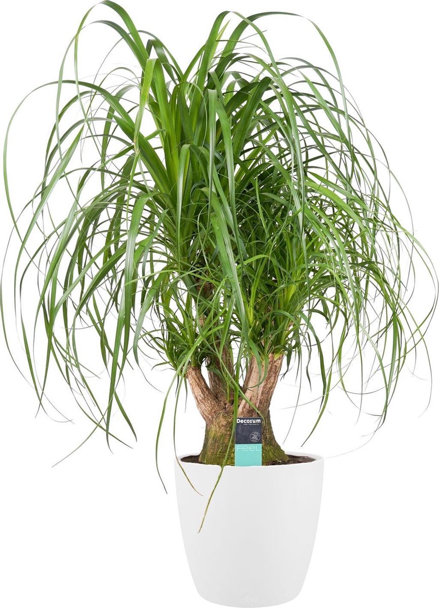 Beaucarnea Vertakt met Elho brussels white - Hoogte 100 cm Potmaat 27 - Bektas Plants