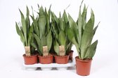 Kamerplanten van Botanicly – 4 × Vrouwentongen – Hoogte: 55 cm – Sansevieria trif. Moonshine