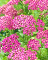 40x Duizendblad 'Achillea lilac beauty'  - BULBi® bloembollen en planten met bloeigarantie