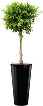 Ficus Nitida hydrocultuur in Runner rond zwart |