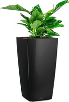 Philodendron Imperial Green in watergevende Cubico zwart | Philodendron