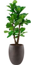 Ficus Lyrata vertakt in Grigio Tall Balloon bruin | Vioolbladplant / Tabaksplant