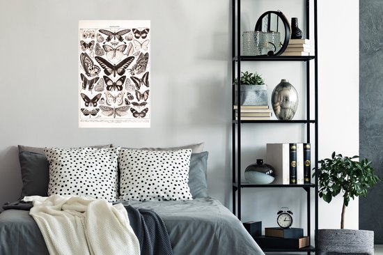 Poster Vlinder - Insecten - Dieren - 40x60 cm