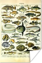 Poster Adolphe Millot - Kunst - Vintage - Vissen - Dieren - 20x30 cm