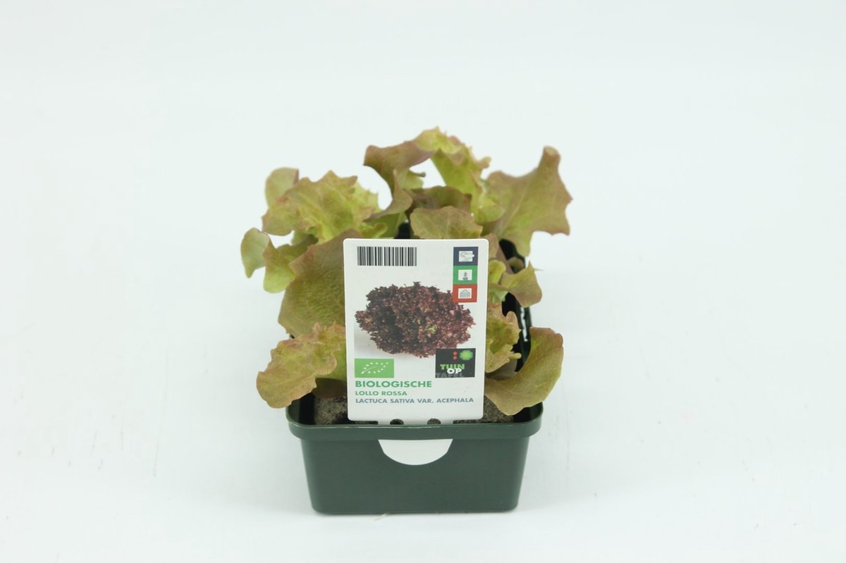 Tuin op tafel - Sla, Lollo Rossa