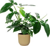 Syngonium podophyllum ‘Trileaf Wonder’ in ELHO ® Vibes Fold Rond (botergeel) ↨ 50cm - hoge kwaliteit planten