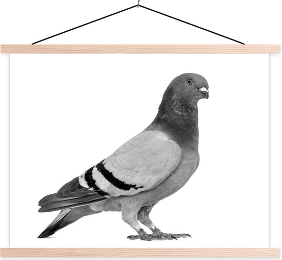 Affiche scolaire Pigeon voyageur vue de c t noir et blanc