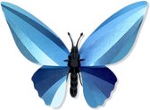 Assembli Birdwing vlinder glanzend azuurblauw
