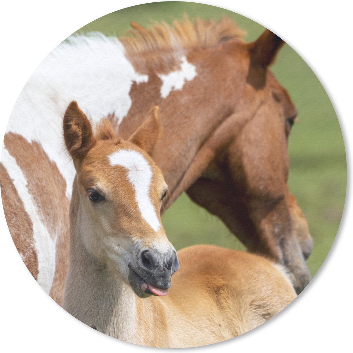 Muismat rond 50x50 cm - Mousepad Paarden - Veulen - Gras - Ronde muismatten