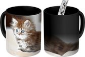 Magische Mok - Foto op Warmte Mok - Schattige Perzische kitten - 350 ML - Uitdeelcadeautjes