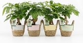 Kamerplanten van Botanicly – 4 × China Doll plant in zeegras pot als set – Hoogte: 25 cm – Radermachera sinica
