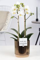 Orchideeën van Botanicly – 2 × Vlinder orchidee – Hoogte: 40 cm, 1 tak – Phalaenopsis multiflora