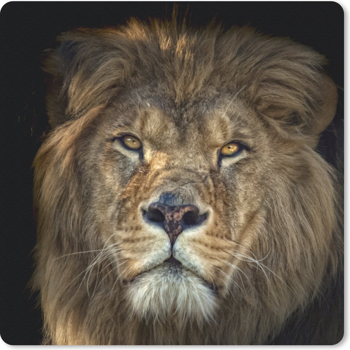 Muismat 30x30 cm - Mousepad Zwart - Leeuw - Wilde dieren - Muismatten