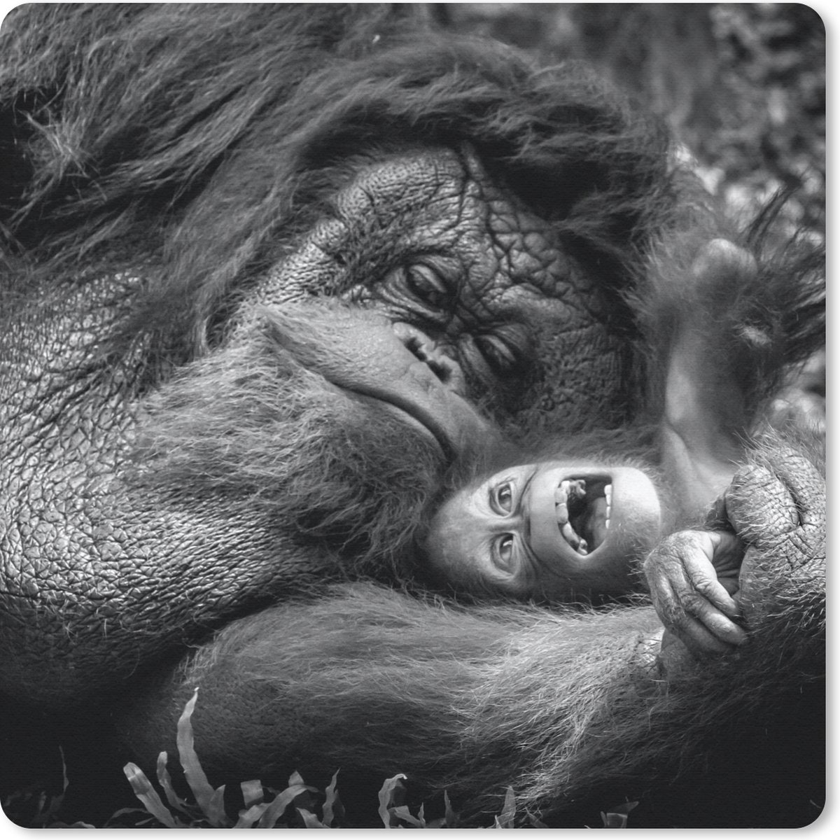 Muismat 20x20 cm - Mousepad Liefdevolle Orang-oetan met jong in zwart-wit - Muismatten