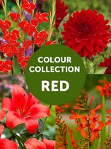 58x Collecties 'Zomercollectie rood'  - BULBi® bloembollen en planten met bloeigarantie