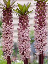 6x Kuiflelie 'Eucomis indian summer' - BULBi® bloembollen en planten met bloeigarantie