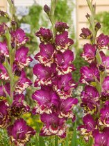 80x Gladiolen 'Color club' - BULBi® bloembollen en planten met bloeigarantie
