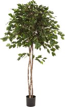 Ficus Exotica Umbrella - kunstplant
