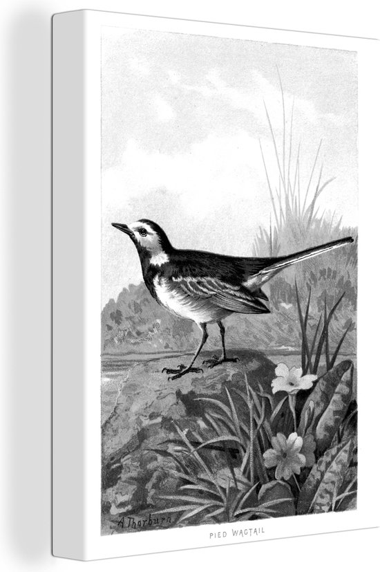 Tableau sur toile imprimé oiseau vintage bergeronnette blanche - noir et blanc - 60x80 cm - Décoration murale