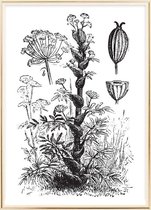 Poster Met Metaal Gouden Lijst - Asafoetida 1890 Poster