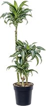 Kamerplant van Botanicly – Drakenboom – Hoogte: 95 cm – Dracaena fragrans