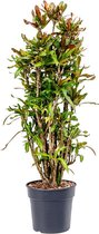 Kamerplant van Botanicly – Croton – Hoogte: 110 cm – Codiaeum variegatum Mammi