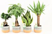 Kamerplanten van Botanicly – 4 × Amazone Mix – Hoogte: 30 cm