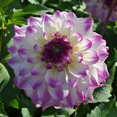 Dahlia Hapet Blue Eyes