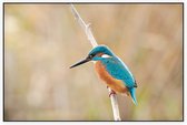 IJsvogel op een tak - Foto op Akoestisch paneel - 150 x 100 cm