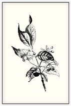 Kardinaalsmuts zwart-wit (Spindle Tree) - Foto op Akoestisch paneel - 60 x 90 cm
