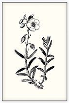 Zonneroosje zwart-wit (Rock Rose) - Foto op Akoestisch paneel - 60 x 90 cm