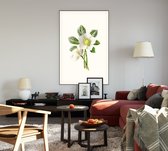 Nieskruid (Hellebore) - Foto op Akoestisch paneel - 80 x 120 cm