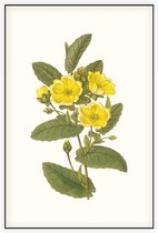 Hibbertia Aquarel (Hibbertia) - Foto op Akoestisch paneel - 60 x 90 cm