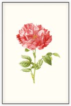 Darnastroos (York Lancaster Rose) - Foto op Akoestisch paneel - 150 x 225 cm
