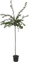 Winterbloeiende kers bolvorm - Prunus subhirtella 'Autumnalis Rosea' | Omtrek: 8-12 cm | Hoogte: 250 cm