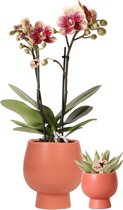 Kolibri Orchids | Planten set Scandic terracotta - met oranje Phalaenopsis Orchidee Ø9cm en Succulent Miranda Ø6cm - incl. keramieken sierpotten | potmaat Ø6-9cm